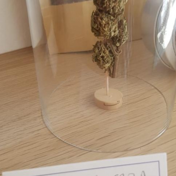 Photo du magasin GreenDream à Toulon Photo du magasin GreenDream à Toulon