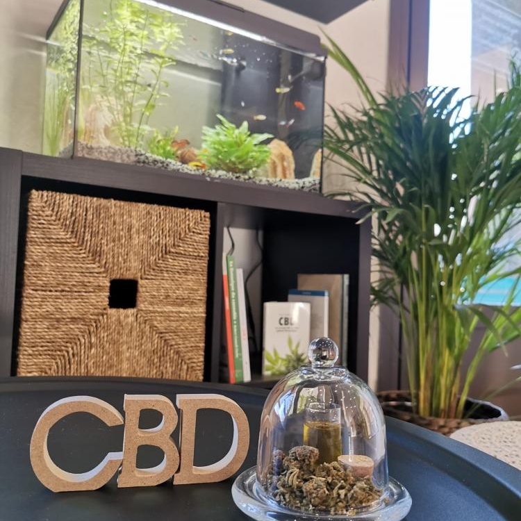 Photo du magasin GreenDream à Toulon Photo du magasin GreenDream à Toulon