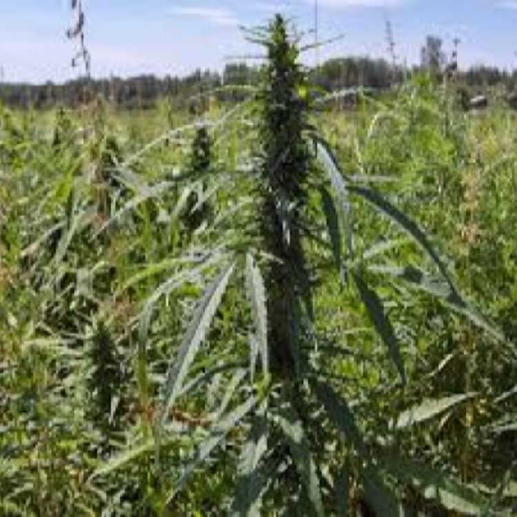 Photo du magasin SUD CANNABIDIOL à Pertuis