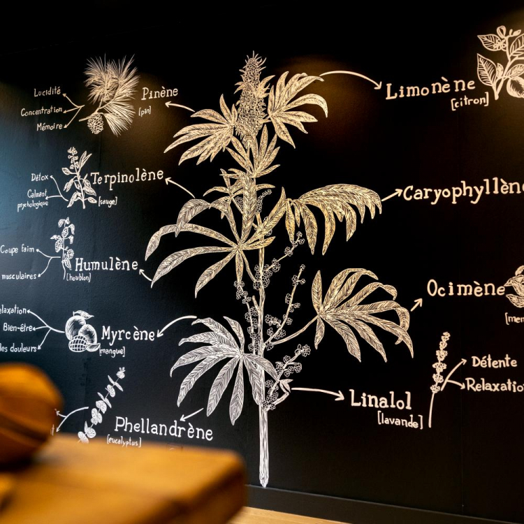 Photo du magasin Weecl CBD Shop Caen à Caen Photo du magasin Weecl CBD Shop Caen à Caen