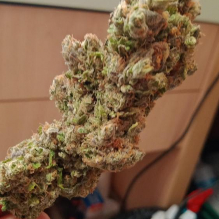 Photo du magasin CBD Bio SHOP CAEN à Caen Photo du magasin CBD Bio SHOP CAEN à Caen