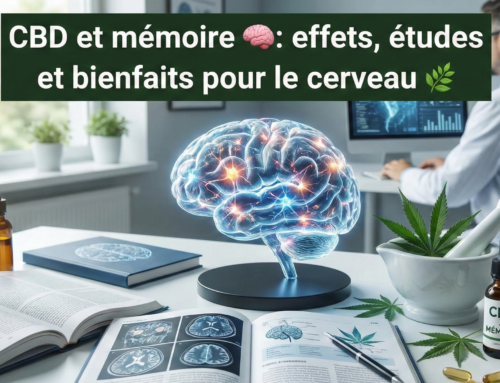 CBD et mémoire 🧠: effets, études et bienfaits pour le cerveau 🌿